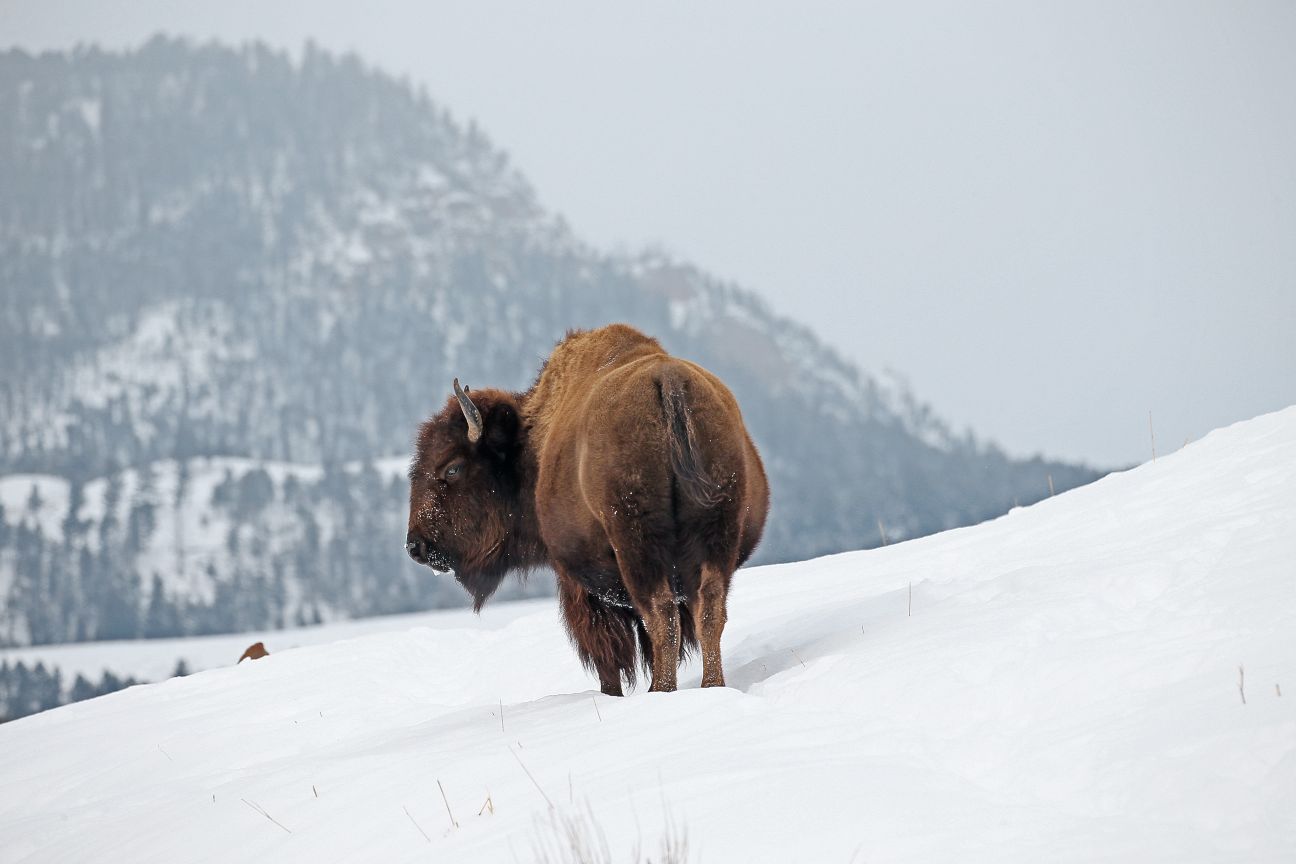 bison américain